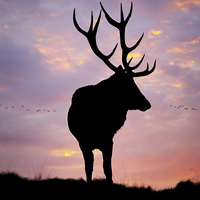 Buy canvas prints of Stag And Sunset  by Linsey Williams