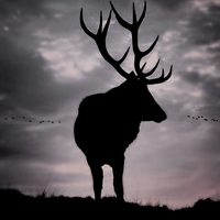 Buy canvas prints of Stag And Sunset 2 by Linsey Williams