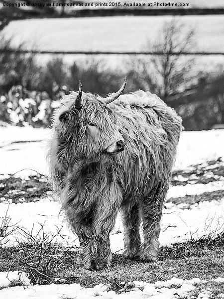  Highland Cow In Black And White Picture Board by Linsey Williams