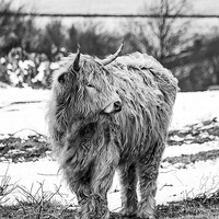 Buy canvas prints of  Highland Cow In Black And White by Linsey Williams