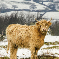 Buy canvas prints of  The Highland Cow by Linsey Williams