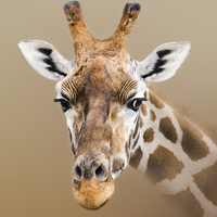 Buy canvas prints of Beautiful Giraffe  by Linsey Williams