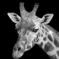 Buy canvas prints of Giraffe In Black And White  by Linsey Williams