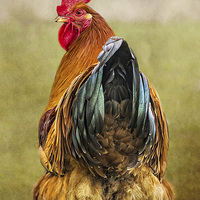 Buy canvas prints of Chickens Hen Party Does My Bum Look Big In This?  by Linsey Williams