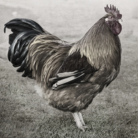 Buy canvas prints of Chickens.  Cockerel, Antiqued by Linsey Williams