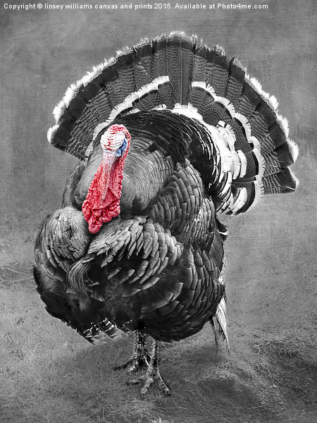  Tarquin The Turkey Picture Board by Linsey Williams