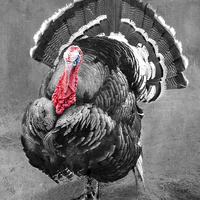 Buy canvas prints of  Tarquin The Turkey by Linsey Williams