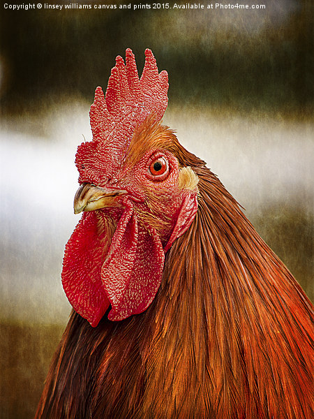  Cockerel/Rooster Portrait  Picture Board by Linsey Williams