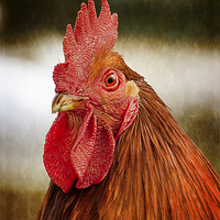 Buy canvas prints of  Cockerel/Rooster Portrait  by Linsey Williams