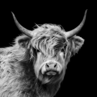 Buy canvas prints of Highland Cow Portrait by Linsey Williams