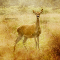 Buy canvas prints of Deer by Linsey Williams