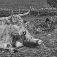 Buy canvas prints of A Resting Highlander  by Linsey Williams
