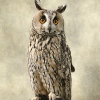 Buy canvas prints of  Birds Of Prey. Long Eared Owl by Linsey Williams