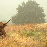 Buy canvas prints of Highland Cow series. Heelans In The Mist  by Linsey Williams