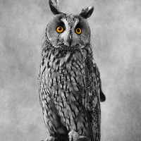 Buy canvas prints of Long Eared Owl by Linsey Williams