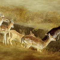 Buy canvas prints of  Fallow Deer Running Away by Linsey Williams