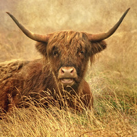 Buy canvas prints of  The Hairy Highlander Collection. Happy Highlander by Linsey Williams
