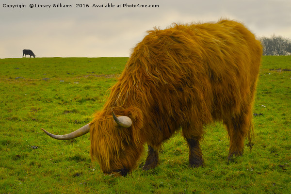 A Hairy Highlander Grazing Picture Board by Linsey Williams
