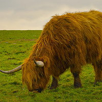 Buy canvas prints of A Hairy Highlander Grazing by Linsey Williams