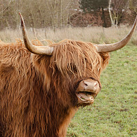 Buy canvas prints of The Happy Highlander by Linsey Williams
