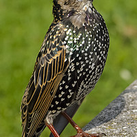 Buy canvas prints of Starling by Linsey Williams