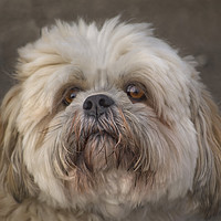 Buy canvas prints of The Shih Tzu by Linsey Williams