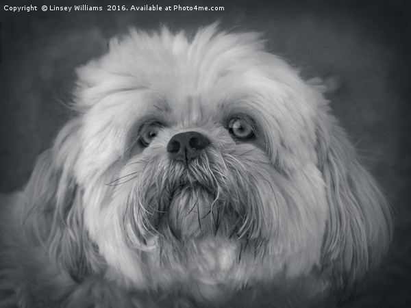 Shih Tzu Two Picture Board by Linsey Williams