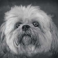 Buy canvas prints of Shih Tzu Two by Linsey Williams