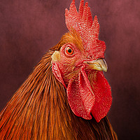 Buy canvas prints of Red Rooster by Linsey Williams