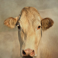 Buy canvas prints of Cow Portrait by Linsey Williams