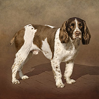 Buy canvas prints of English Springer Spaniel by Linsey Williams