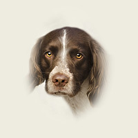 Buy canvas prints of English Springer Spaniel 2 by Linsey Williams