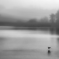 Buy canvas prints of Early Morning Mist On Thornton Reservoir by Linsey Williams