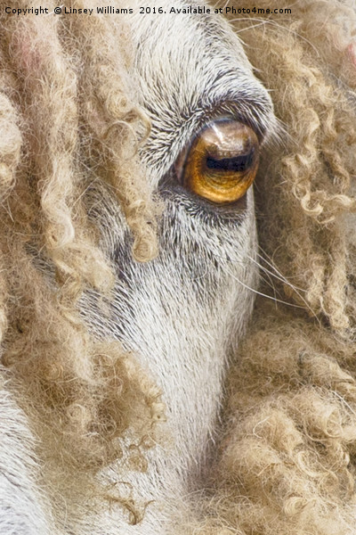 Leicester Longwool Sheep 2 Picture Board by Linsey Williams