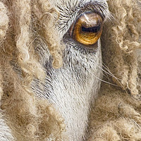 Buy canvas prints of Leicester Longwool Sheep 2 by Linsey Williams