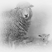 Buy canvas prints of Lamb and Mother  by Linsey Williams