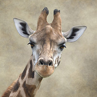 Buy canvas prints of Giraffe Portrait by Linsey Williams
