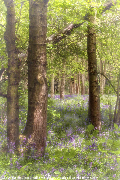 Dreaming of Bluebells in Spring Picture Board by Linsey Williams