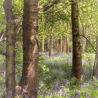 Buy canvas prints of Dreaming of Bluebells in Spring by Linsey Williams