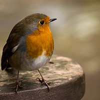 Buy canvas prints of The Robin by Linsey Williams