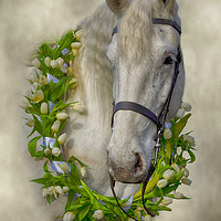 Buy canvas prints of Horse 1 by Linsey Williams