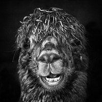 Buy canvas prints of Alpaca. Happy Dayz by Linsey Williams