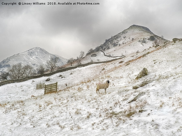 High Hartsop Dodd, Cumbria Picture Board by Linsey Williams