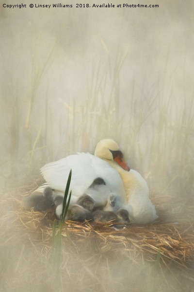 Cygnets Staying Close to Mother Picture Board by Linsey Williams