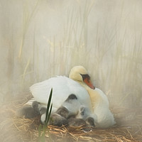 Buy canvas prints of Cygnets Staying Close to Mother by Linsey Williams
