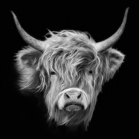 Buy canvas prints of Highland Cow in Black and White by Linsey Williams