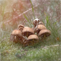 Buy canvas prints of Toadstools by Linsey Williams