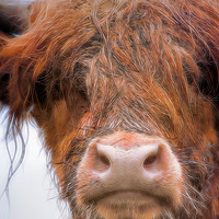 Buy canvas prints of Bad Hair Day Coo by Linsey Williams
