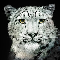 Buy canvas prints of Snow Leopard by Linsey Williams