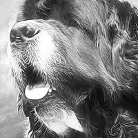 Buy canvas prints of Newfoundland Dog by Linsey Williams